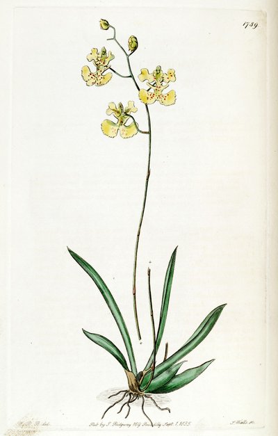 Tolumnia guianensis (als syn. Oncidium lemonianum) von Jams  Watts